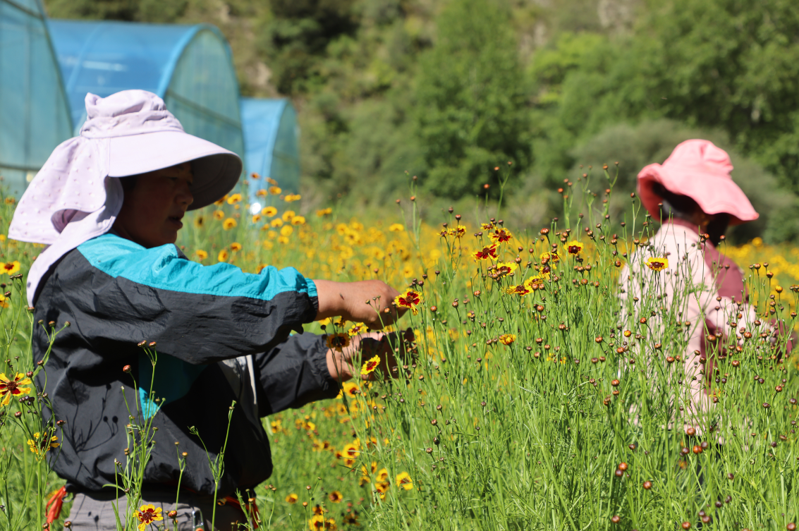 支持擴大雪菊種植300畝、藜麥200畝，助力當?shù)厝罕娫鍪? class=